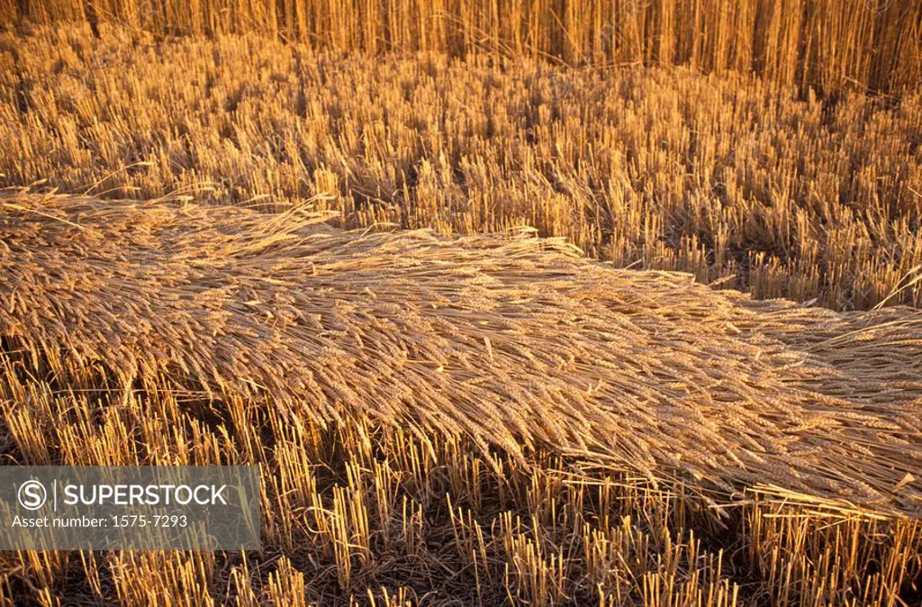 Prairie wheat field, Drumheller, Alberta, Canada