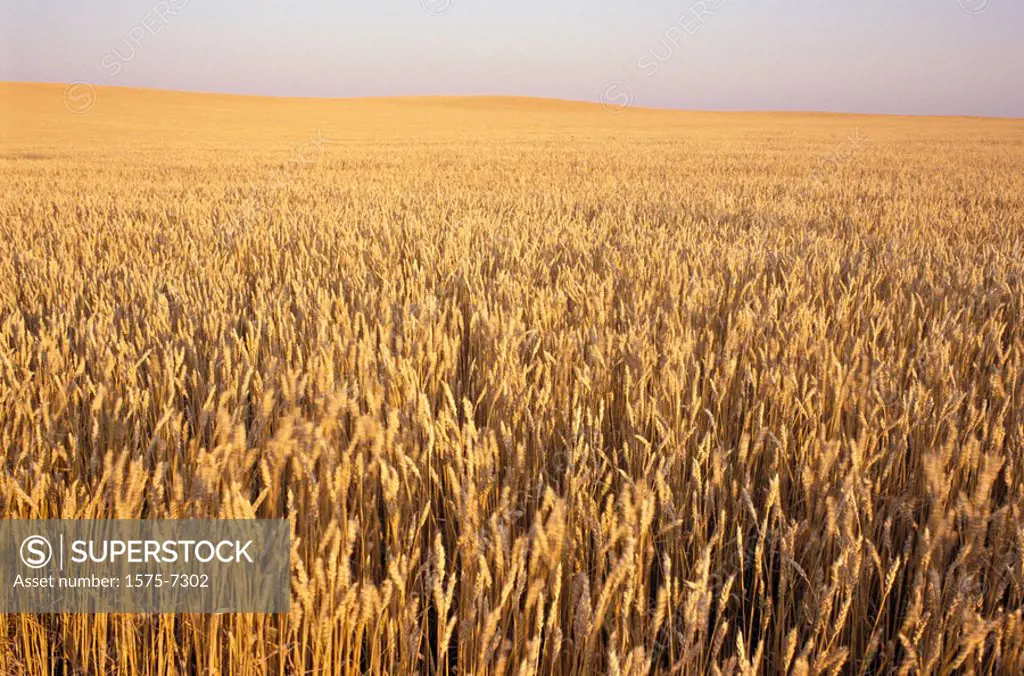 Prairie wheat field, Drumheller, Alberta, Canada