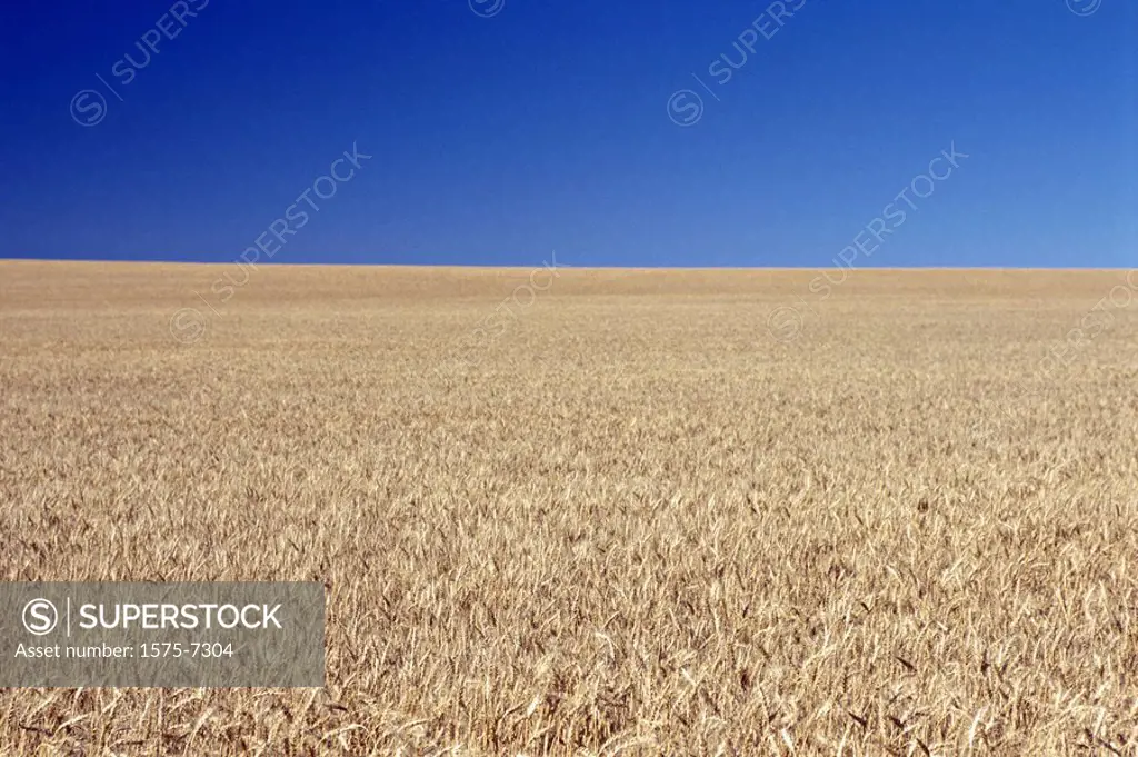 Wheat fields, Canada