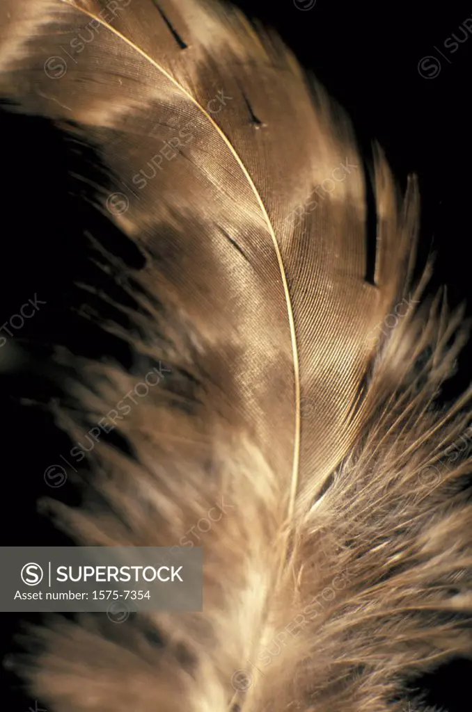Floating feather