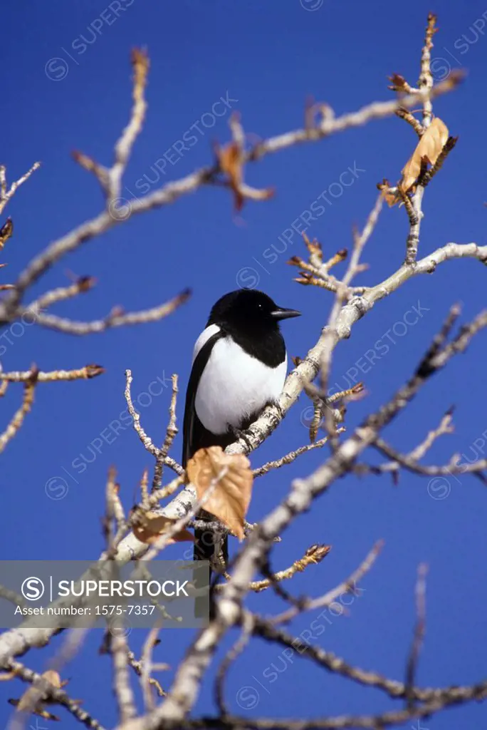 Black billed magpie pica pica Yellowstone National Park, Wyoming, USA