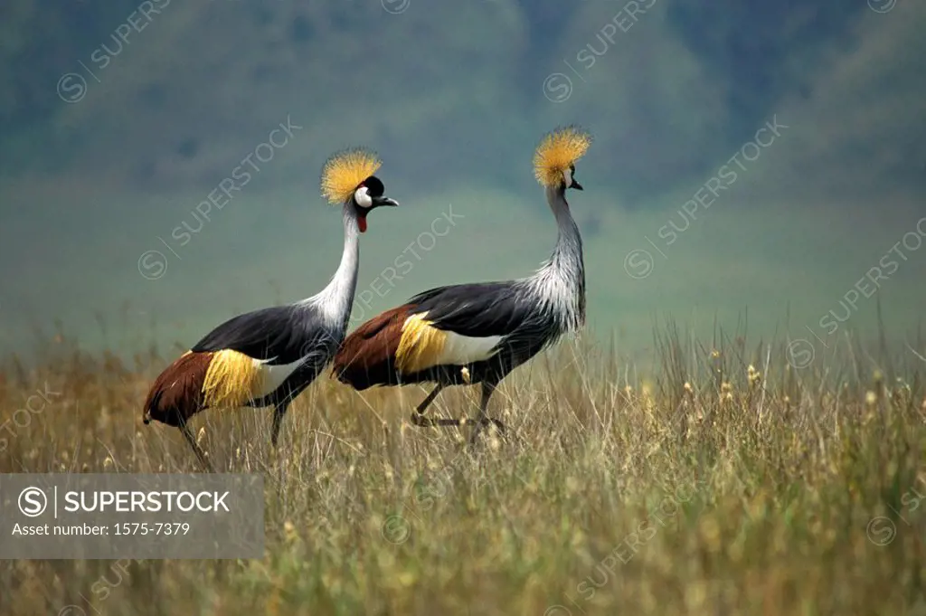 Crested Cranes, Serengeti Plains, Tanzania
