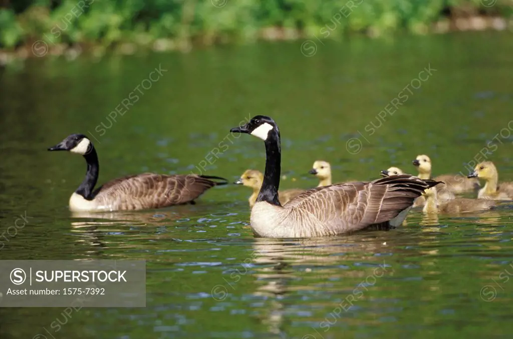 Canada goose and goslings, Reifel Bird Sanctuary, Westham Island, British Columbia, Canada