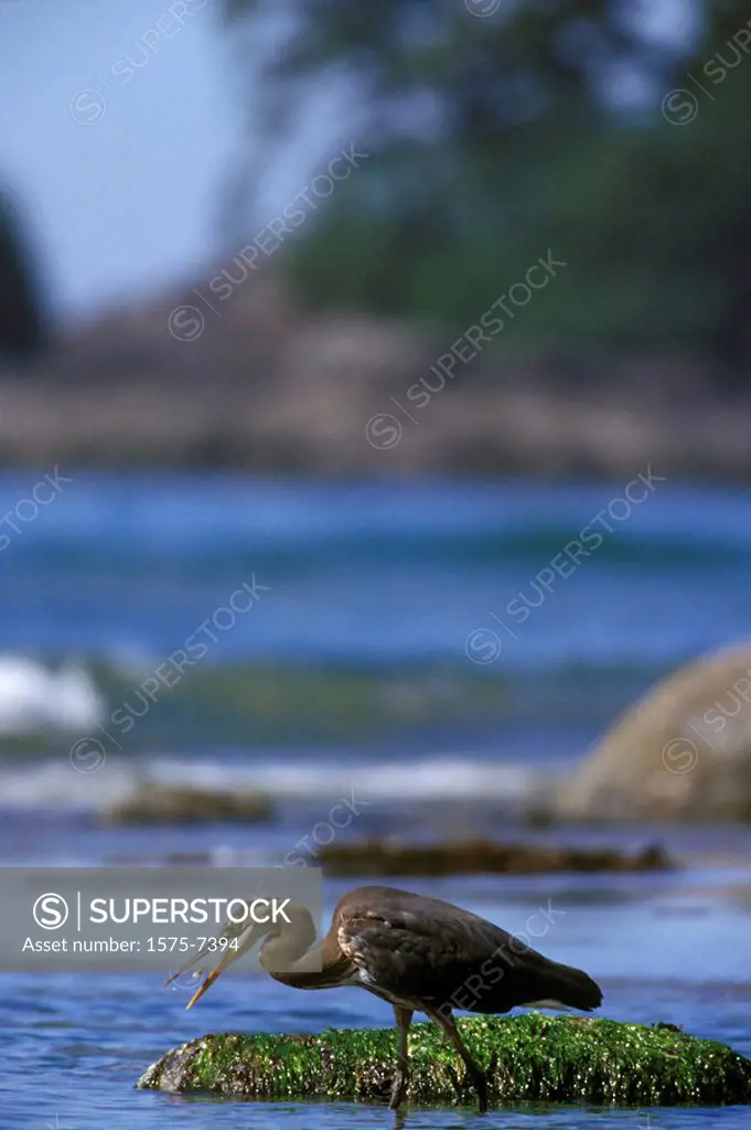 Great Blue Heron, Long Beach, Pacific Rim National Park, Vancouver Island, British Columbia, Canada