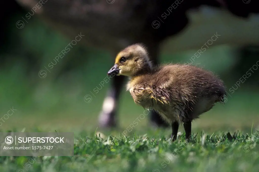 Goose goslings, Reifel Bird Sanctuary, Westham Island, British Columbia, Canada