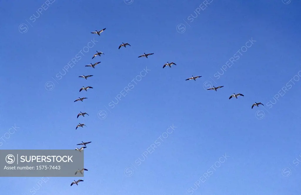 Snow geese chen caerulescens flying in formation. Reifel Bird Sanctuary, Westham Island, British Columbia, Canada