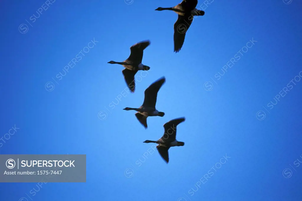 Canada geese heading south for the winter, South Delta, British Columbia, Canada