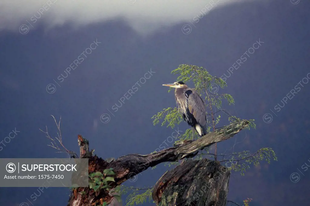 Heron, Fraser Valley, British Columbia, Canada