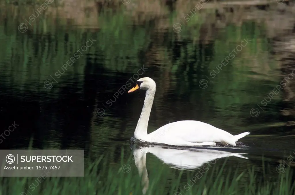 Swan, Rideau River, Ottawa, Ontario, Canada