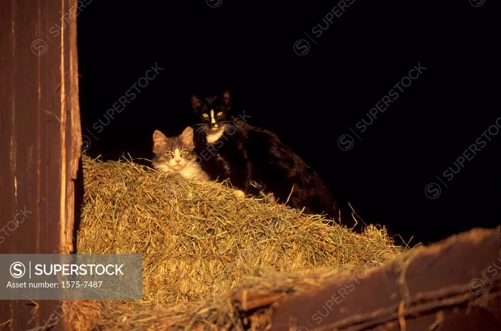 Farm cats in hay loft. Duncan, Vancouver Island, British Columbia, Canada