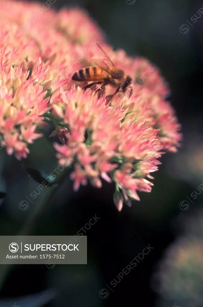 Honey Bees working Autumn´s Joy flowers. Vancouver, British Columbia, Canada