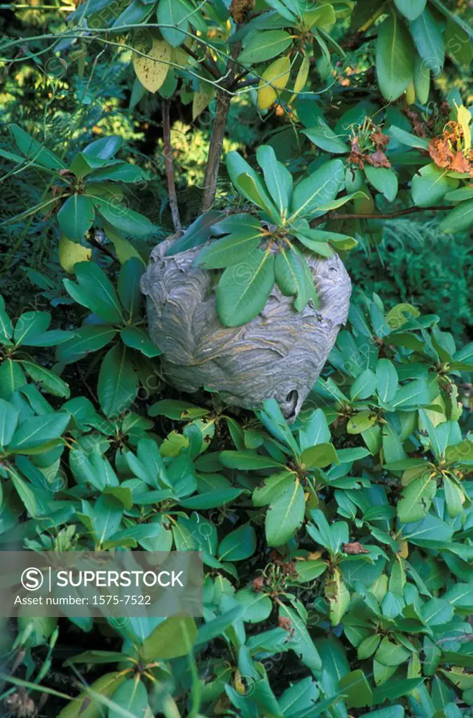 Black wasp nest in Rhododendron bush