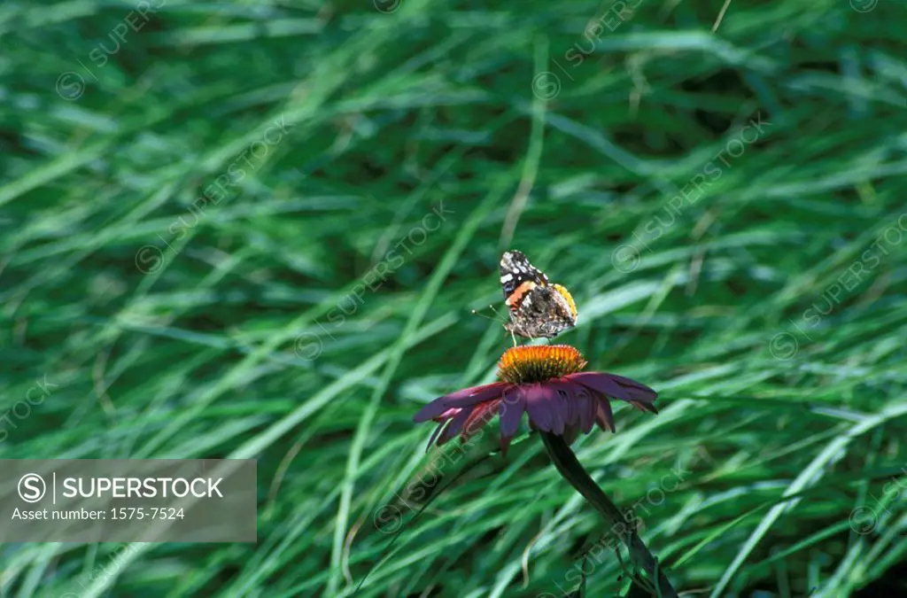 Butterfly, Garden scene, Bethesda, MD