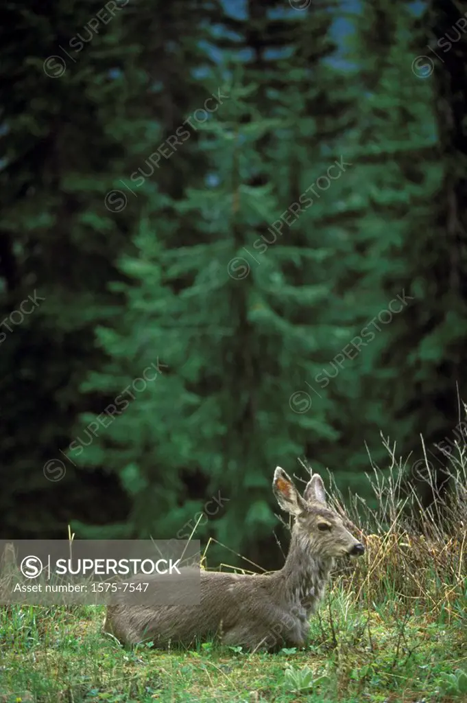 Mule Deer, Manning Provincial Park, British Columbia, Canada