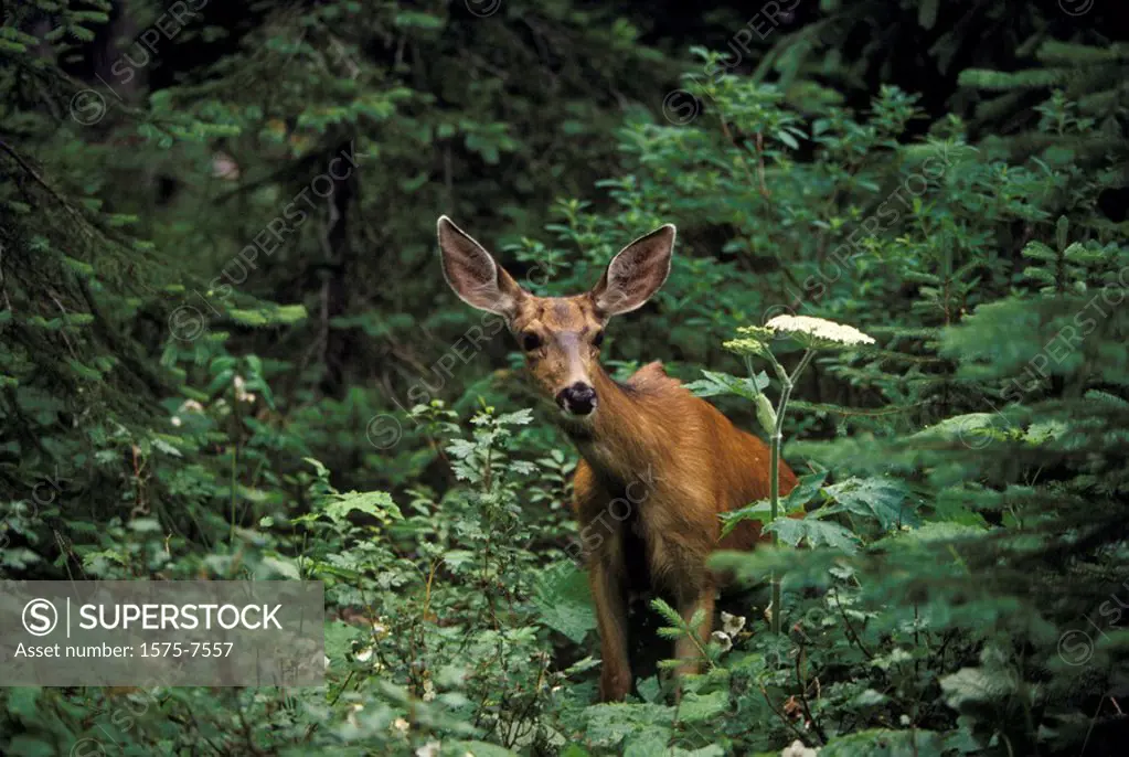 Mule Deer, Manning Provincial Park, British Columbia, Canada