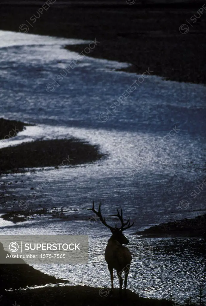 Elk beside Yoho River. Yoho National Park, British Columbia, Canada