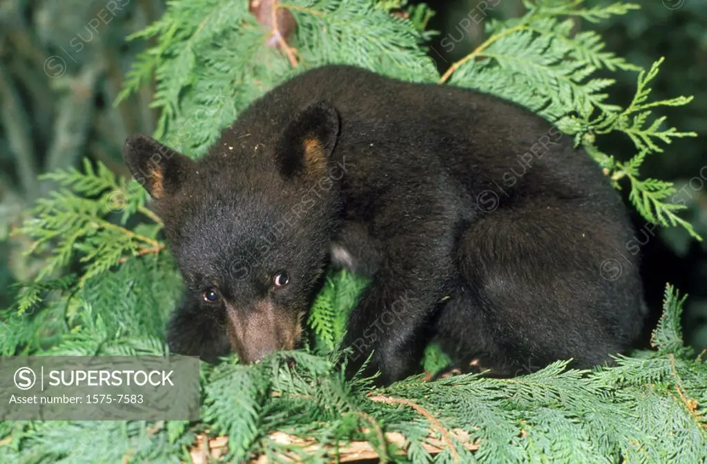 Black Bear Cub, British Columbia, Canada
