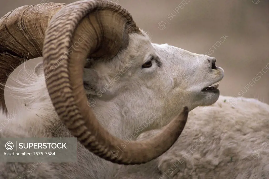 Big Horn Sheep, profile, Okanagan area of British Columbia, Canada