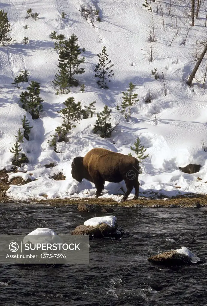Bison near stream, Yellowstone National Park, Wyoming USA