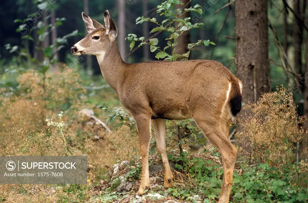 Black Tail Deer, Grouse Mountain, North Vancouver, British Columbia, Canada