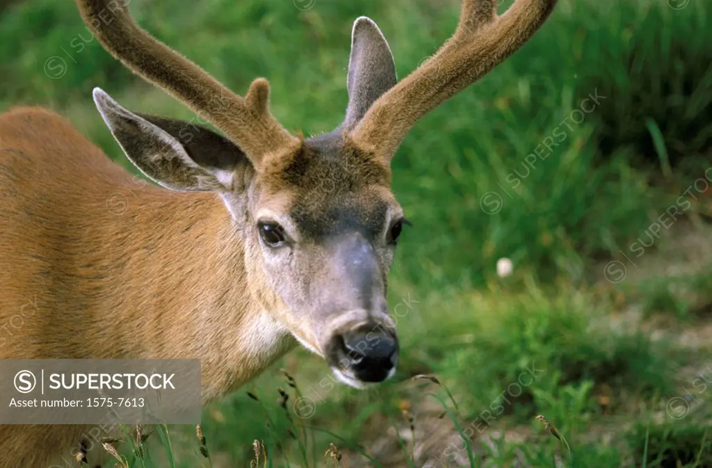 Male Deer, Olympic National Park, Washington State, USA