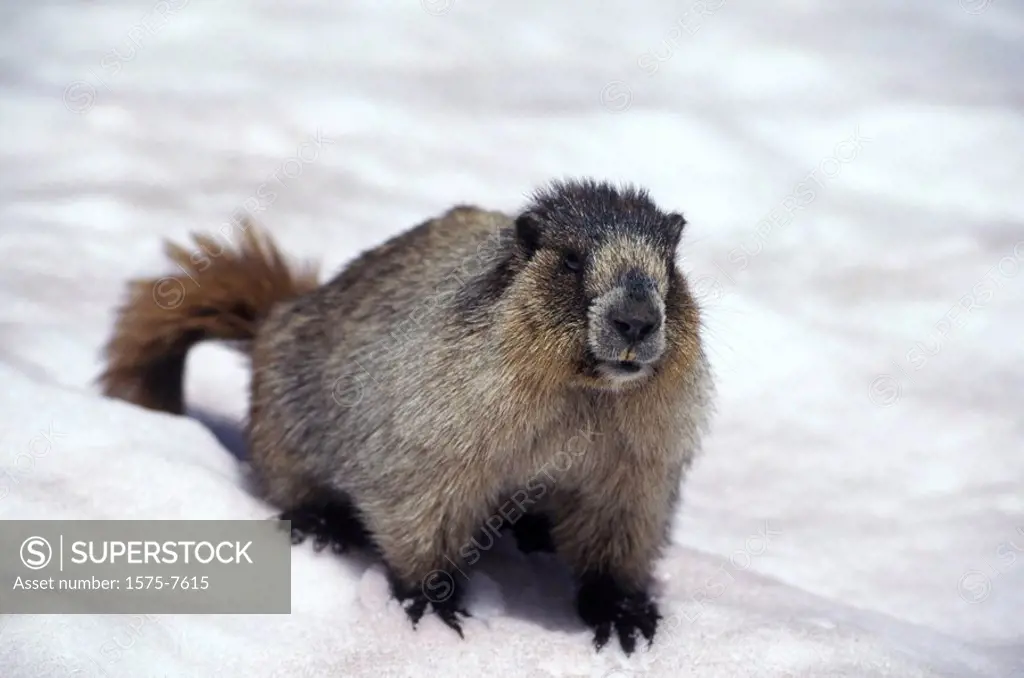 Hoary Marmot, British Columbia, Canada Kootenay´s, Canada