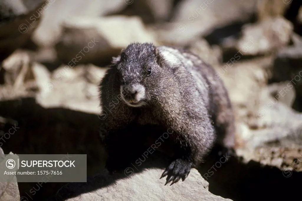 Hoary Marmot, British Columbia, Canada