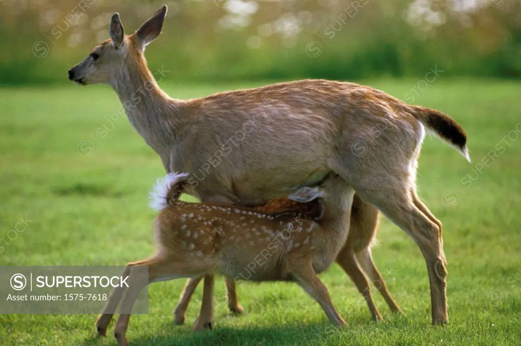 Fawn feeding on mother deer, Queen Charlotte Islands, British Columbia, Canada