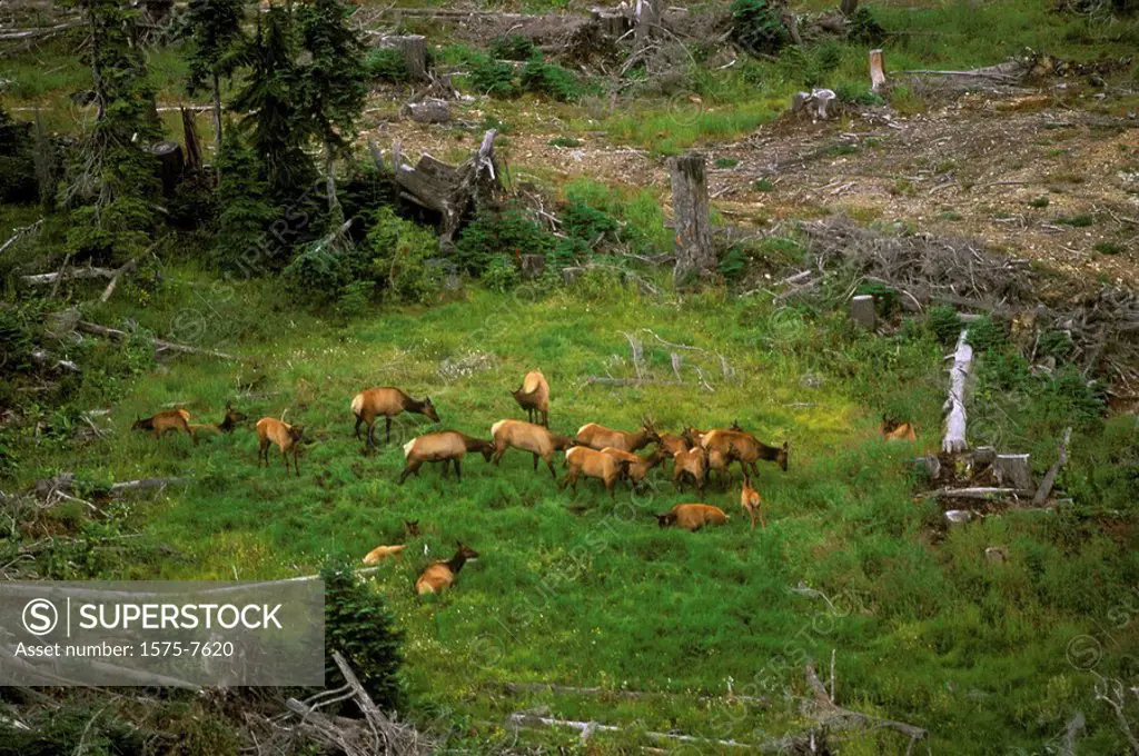 Roosevelt Elk Heard in Alpine Meadow, Nanaimo Lakes area, British Columbia, Canada