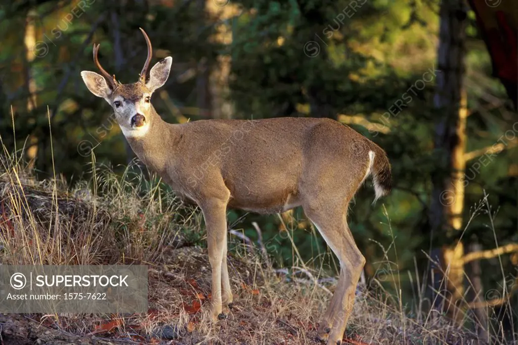 Mule Deer, Pender Island, British Columbia, Canada