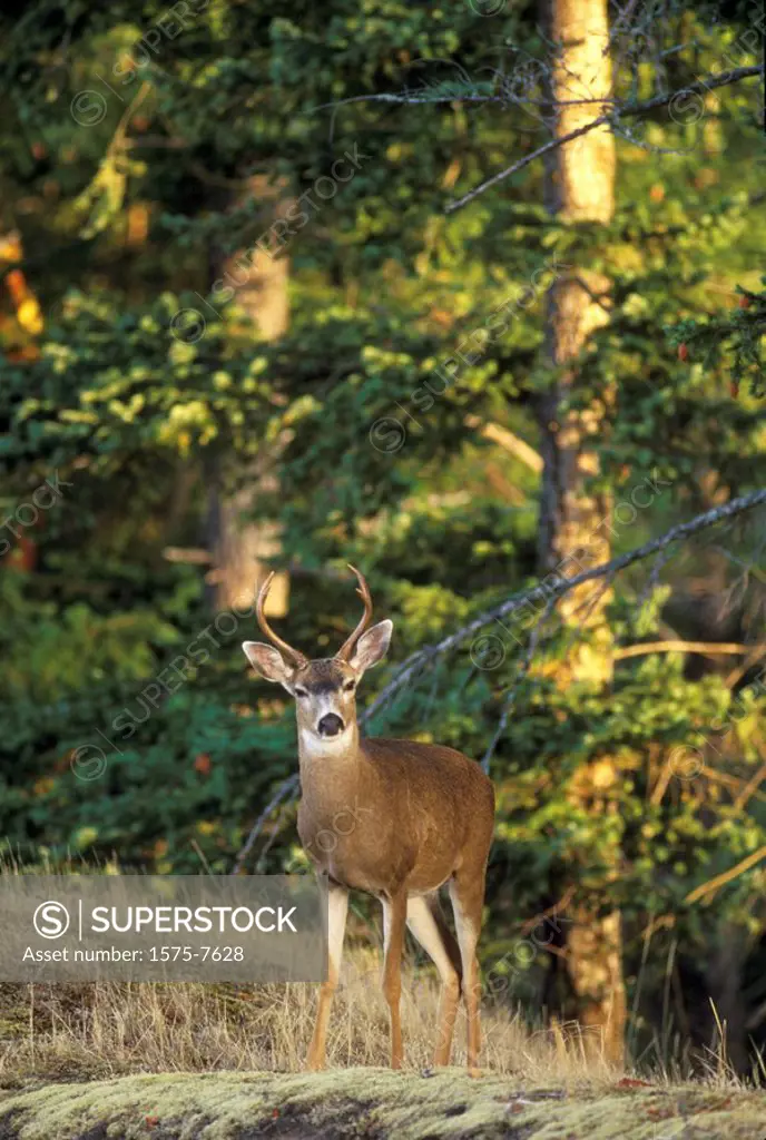 Mule Deer, Pender Island, British Columbia, Canada