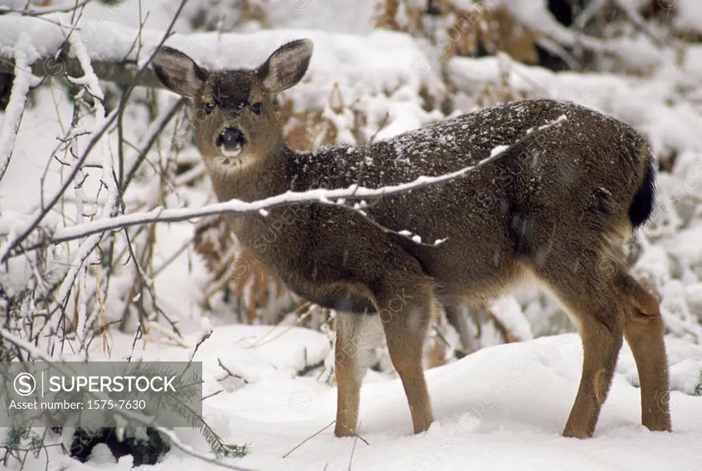 Deer in snow, Vancouver Island, British Columbia, Canada