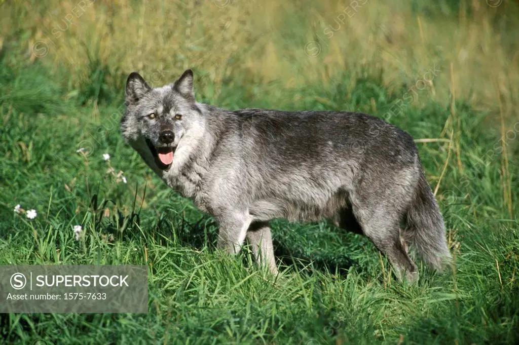 Gray Wolf, British Columbia, Canada Rockies, Canada