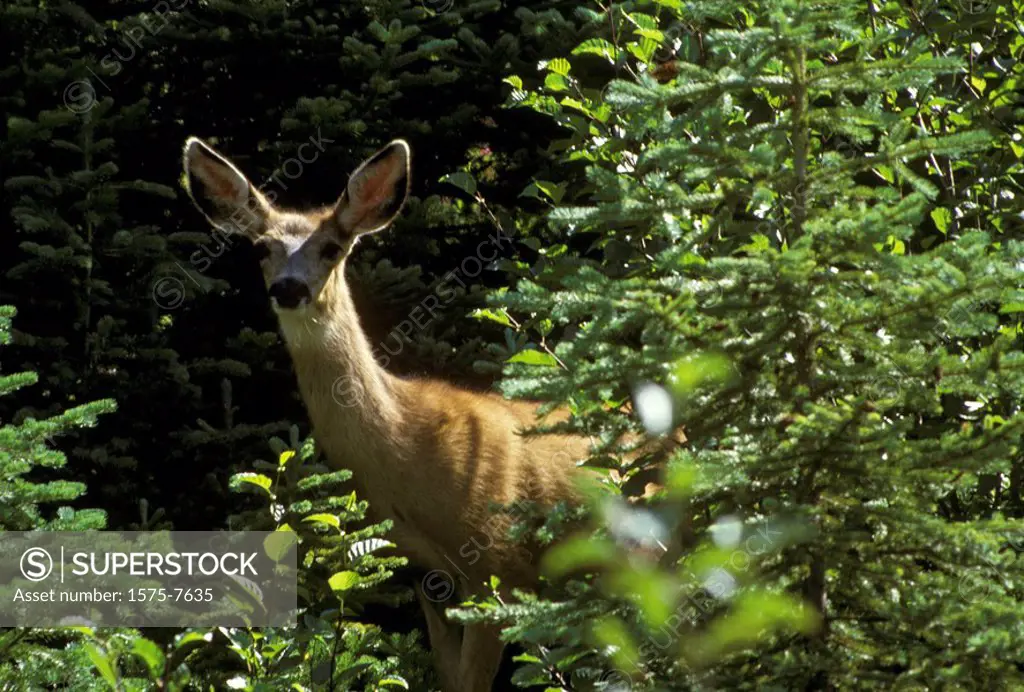 White_tailed deer, East Kootenays, British Columbia, Canada