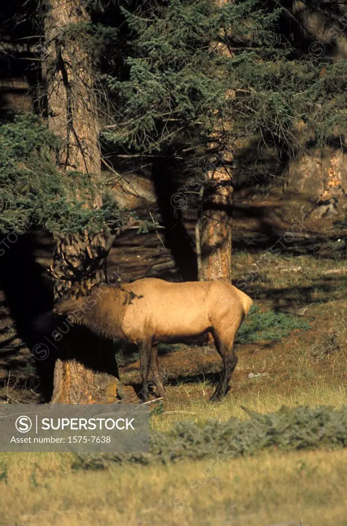 Elk, British Columbia, Canada Rockies