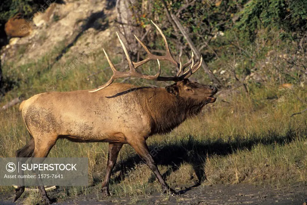 Elk on Athabasca River, Alberta, Canada