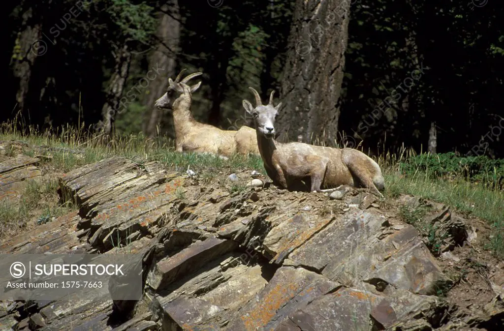 Mountain goats, Banff, Alberta, Canada