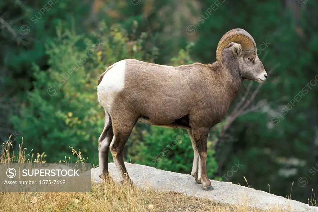 Big horn sheep, Radium Hot Springs, British Columbia, Canada