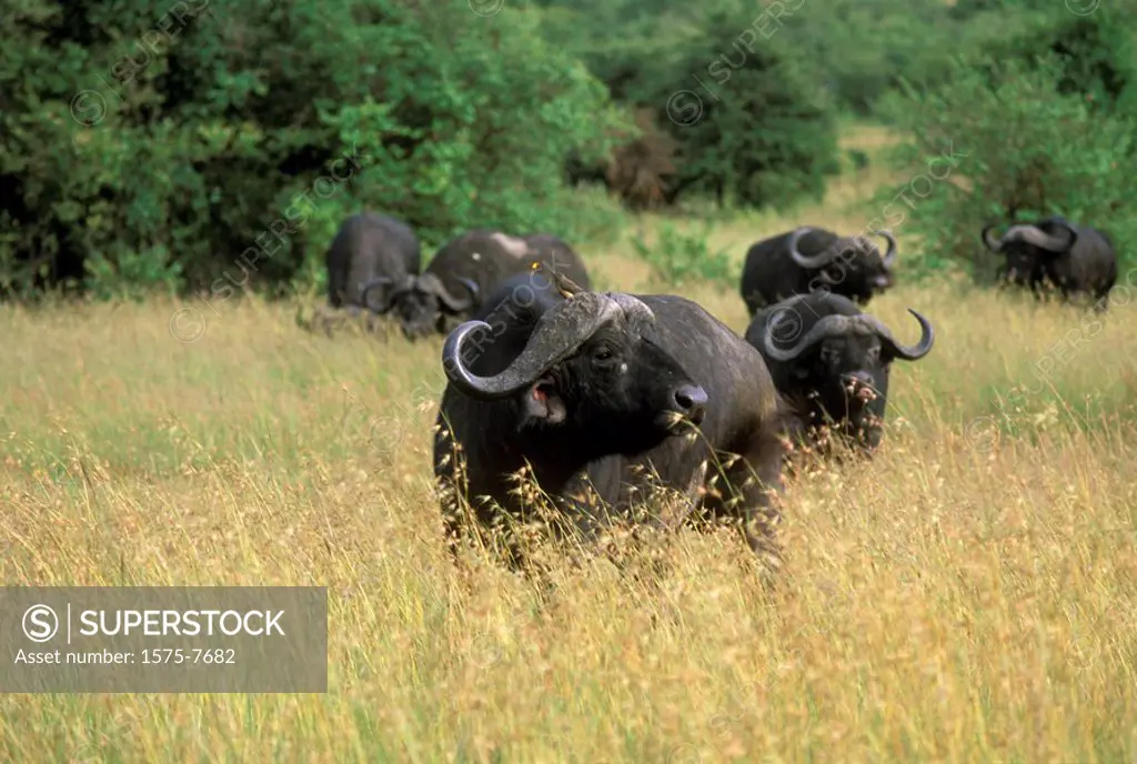 Cape Buffalo, Serengeti Plains, Tanzania