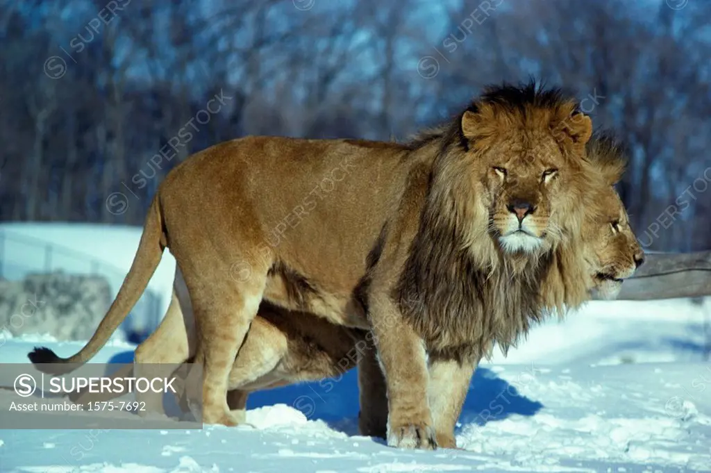 Two male lions standing together, Toronto Metro Zoo, Ontario, Canada
