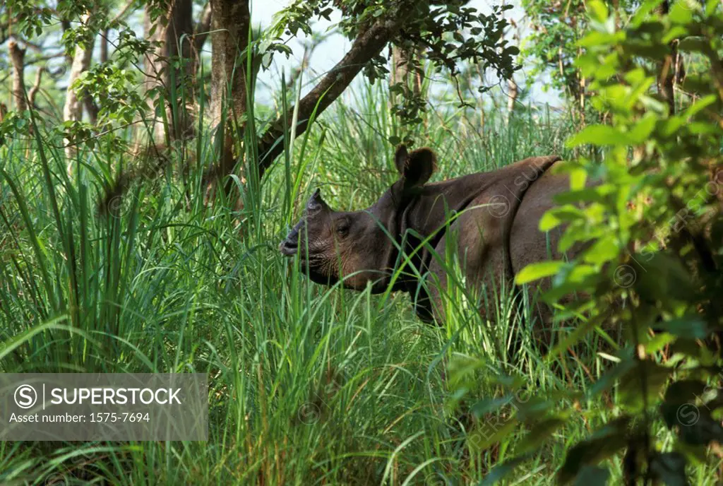 Rhino, Ngorongoro Crater, Tanzania