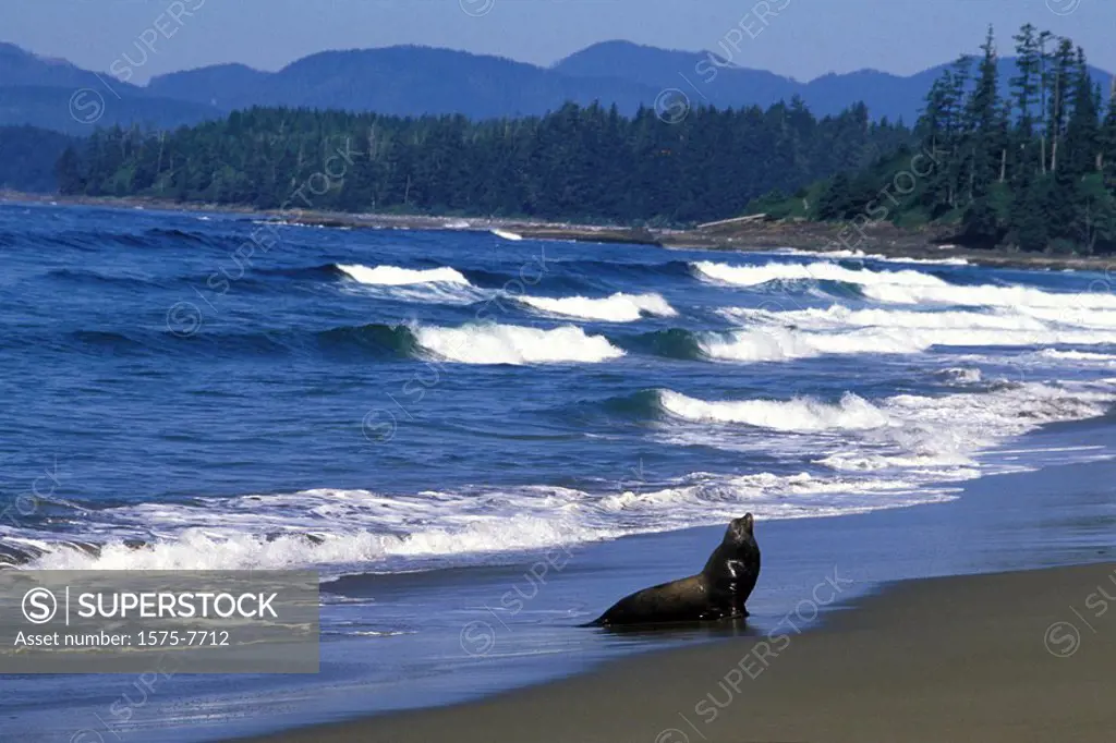 Sea Lion, West Coast Trail, Vancouver Island, British Columbia, Canada