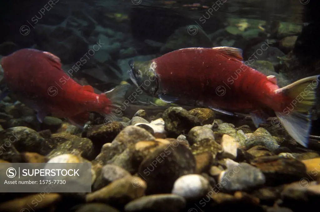 Sockeye Salmon, Adams River, Roderick Haig_Brown Provincial Park, British Columbia, Canada