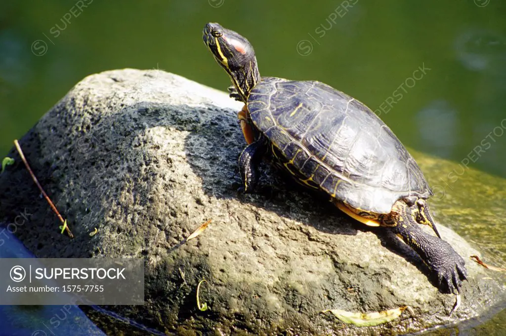 Turtle, Granville Island, Vancouver, British Columbia, Canada