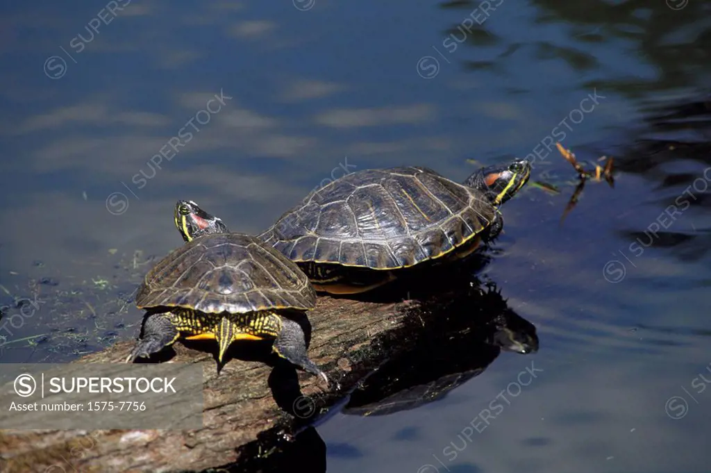 Turtles, Vancouver Island, British Columbia, Canada