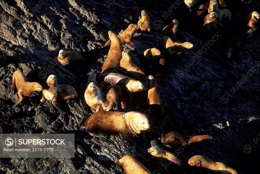 Sea Lions on rock