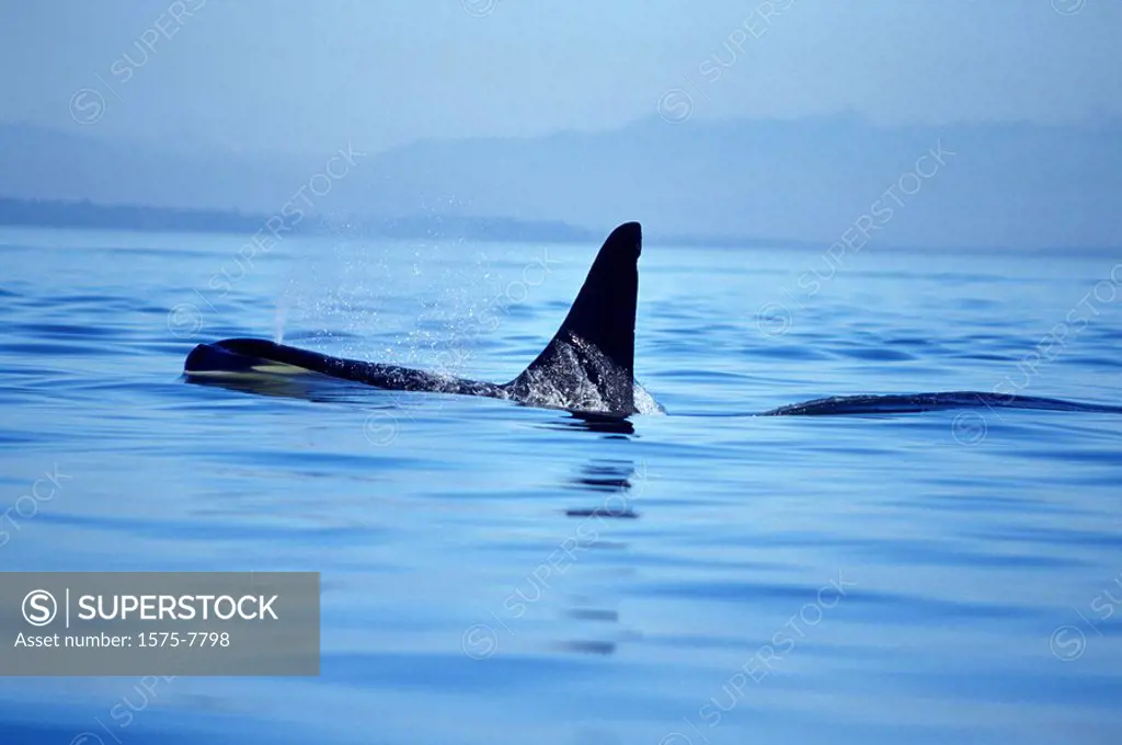 Orca, Killer whales, Vancouver Island, British Columbia, Canada