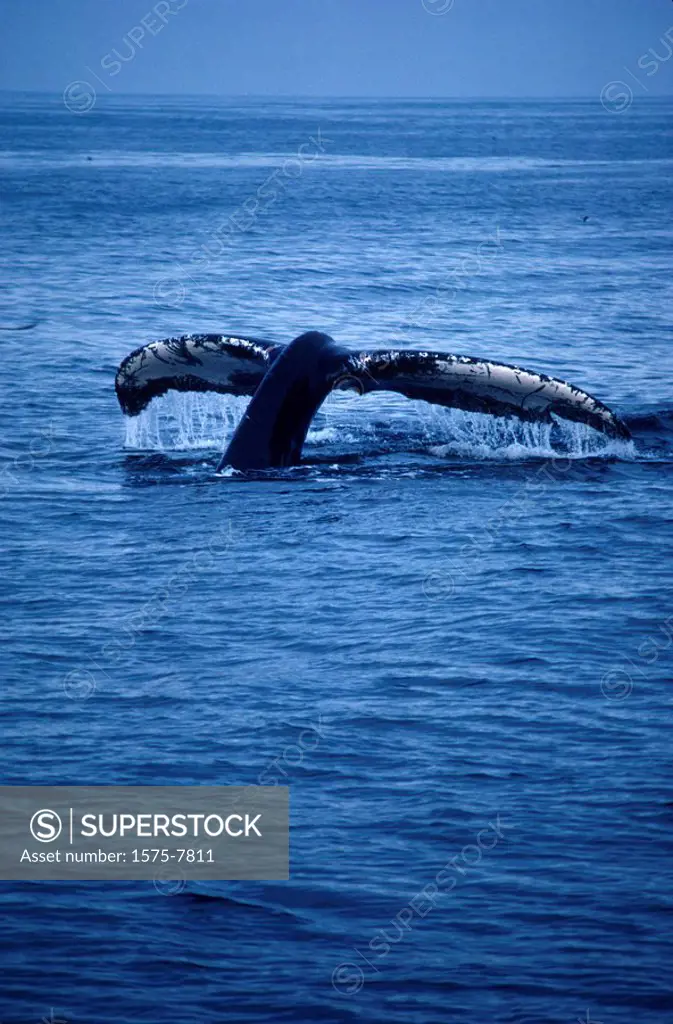 Whale, British Columbia, Canada