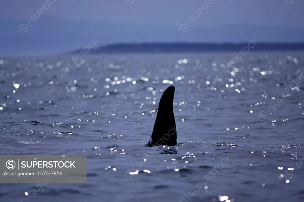 Orca, Killer whales in Haro Strait, off Vancouver Island, British Columbia, Canada
