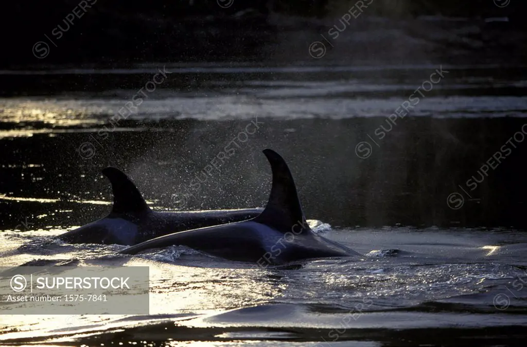 Orca, Killer Whales, Johnstone Straight, British Columbia, Canada